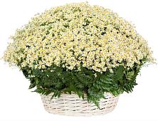 Цветочная композиция из Ромашки в корзине #REPLACE_PRED# Поддорье